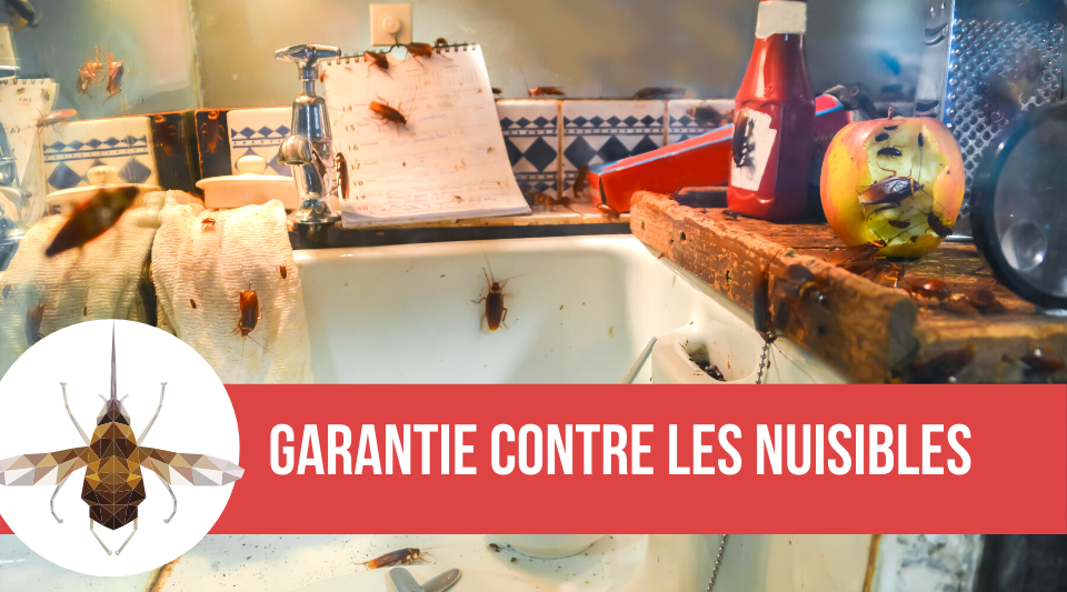 meilleure garantie contre les nuisibles dans une assurance logement