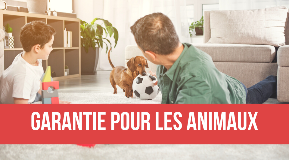 garantie pour les animaux dans les assurances habitation